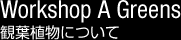 観葉植物について